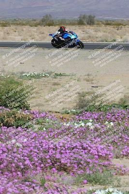 media/Feb-04-2023-SoCal Trackdays (Sat) [[8a776bf2c3]]/Turn 15 Inside Blooming (1050am)/